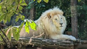 Read more about the article ZOO SAFARI BORYSEW – ZACHĘCAMY DO KORZYSTANIA Z DOFINANSOWANIA