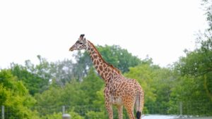 Read more about the article ZOO – ORIENTARIUM W ŁODZI – ZACHĘCAMY DO KORZYSTANIA Z DOFINANSOWANIA